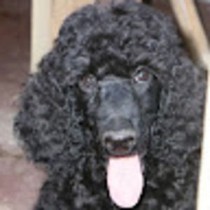 Meet your Posher, Ellis